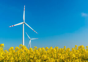 Large view on the windmills on the yellow rape field